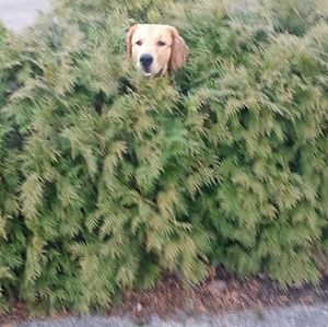 Meet your Posher, Holly